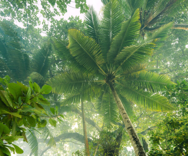Tropical Palm Tree Canopy Wallpaper Mural - Image 3